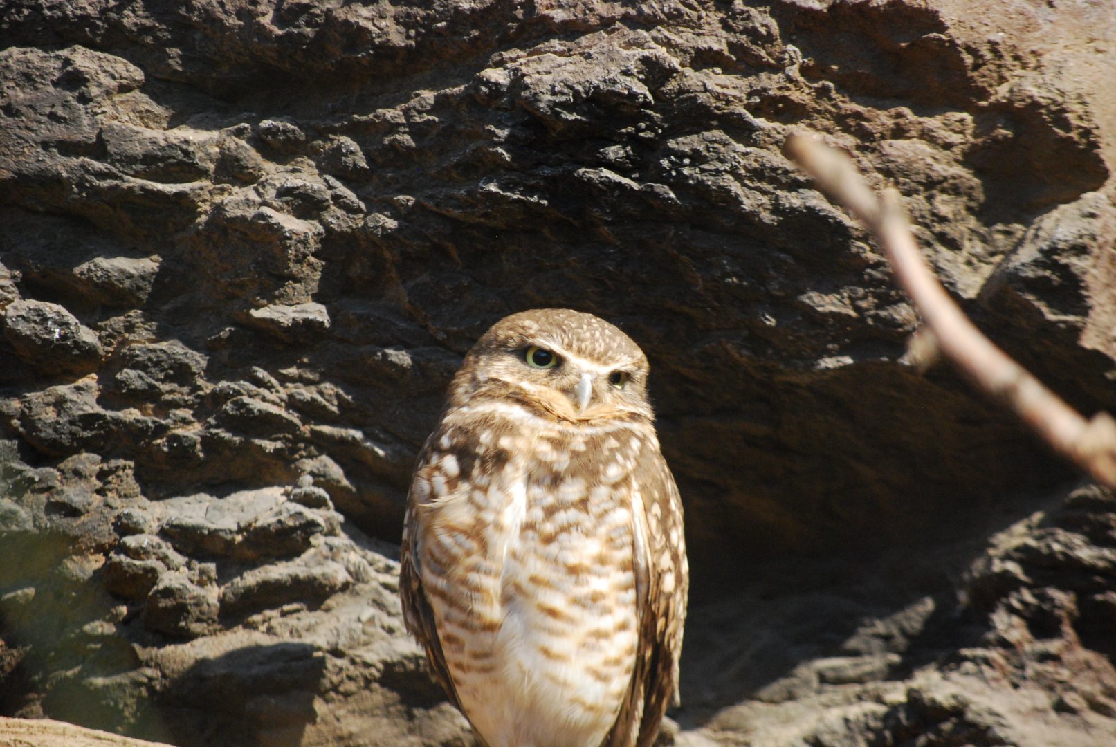Burrowing Owl