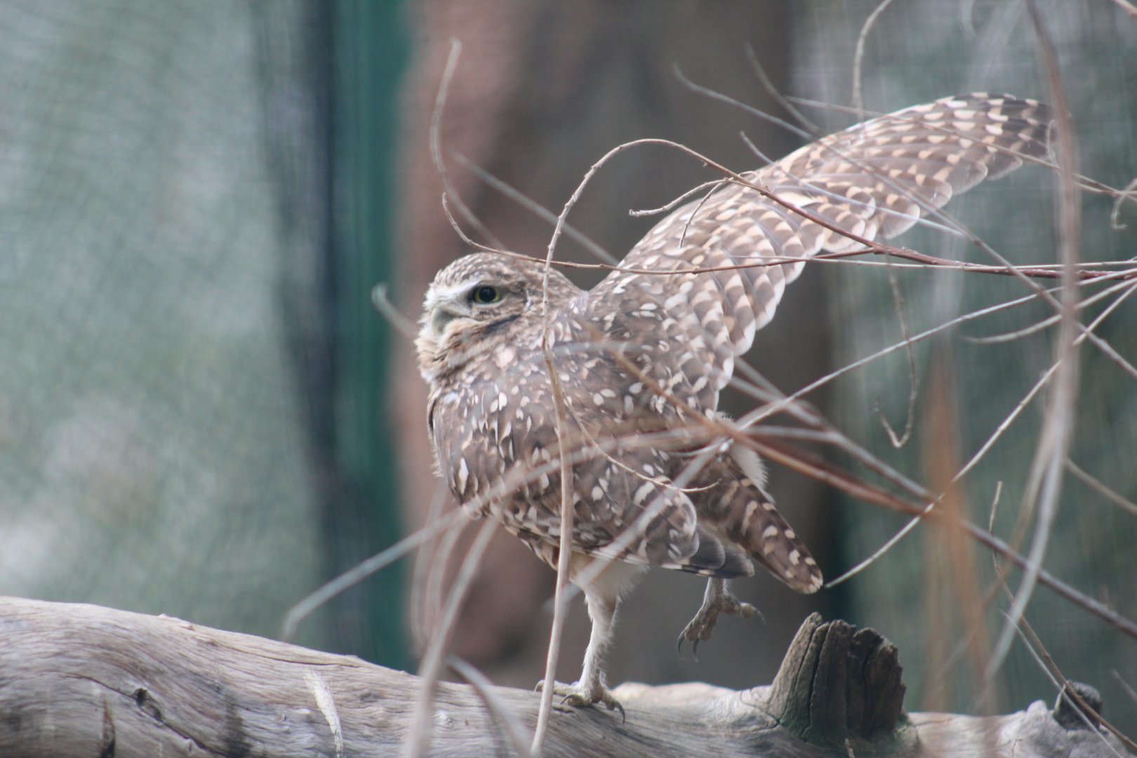 Burrowing Owl