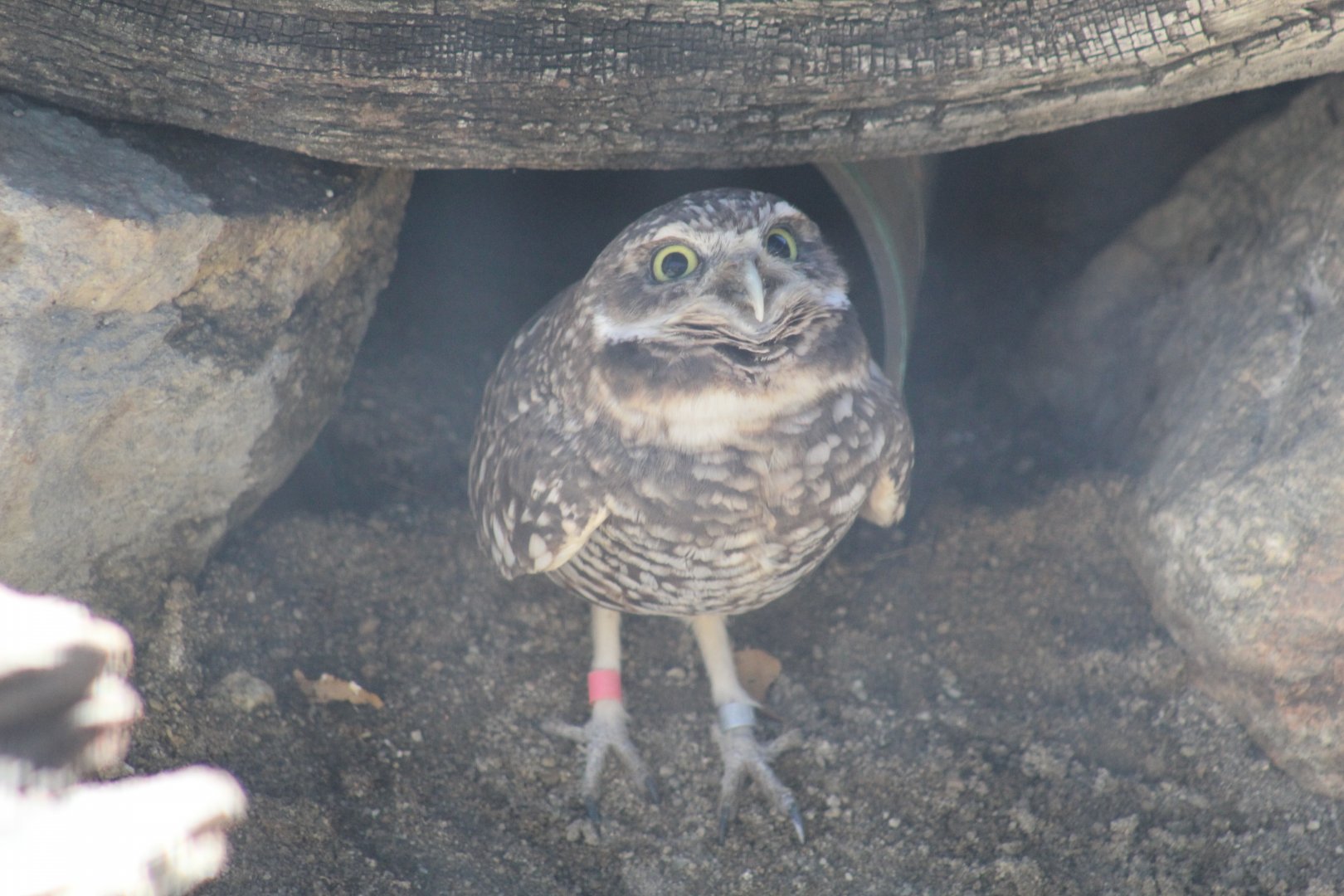 Burrowing Owl