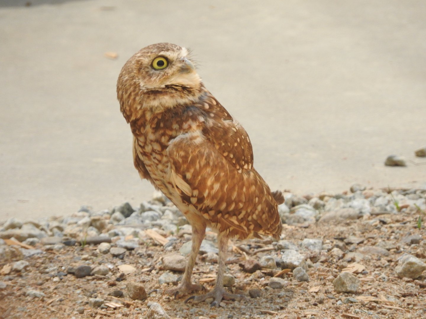 Burrowing Owl