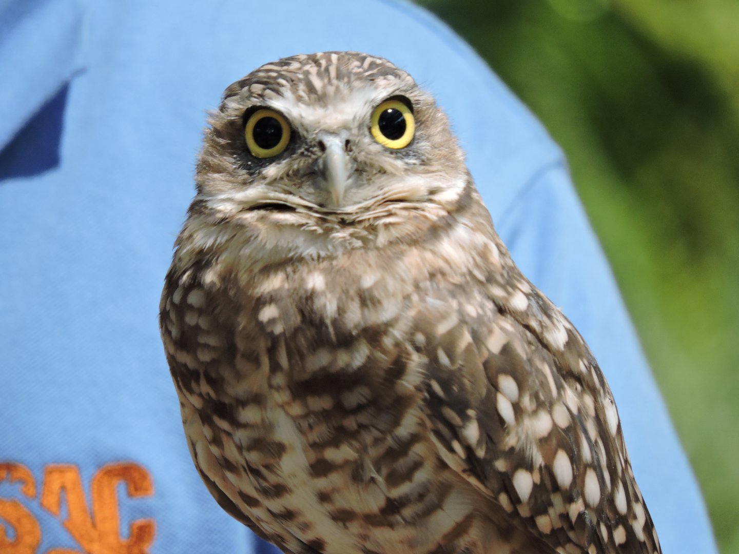 Burrowing Owl