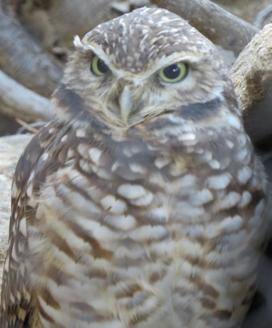 Burrowing owl