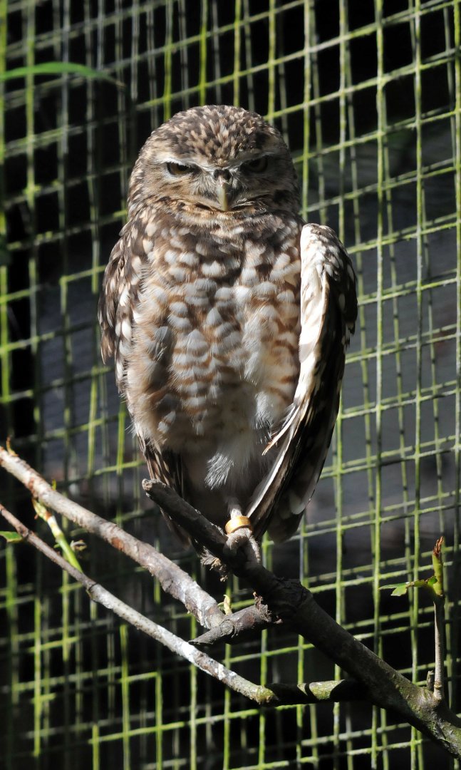 Burrowing owl
