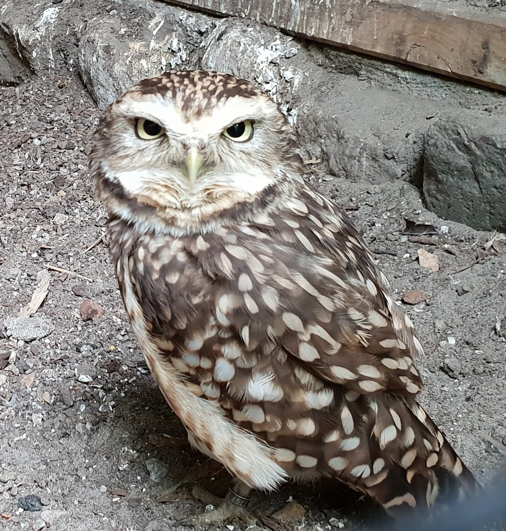 Burrowing owl
