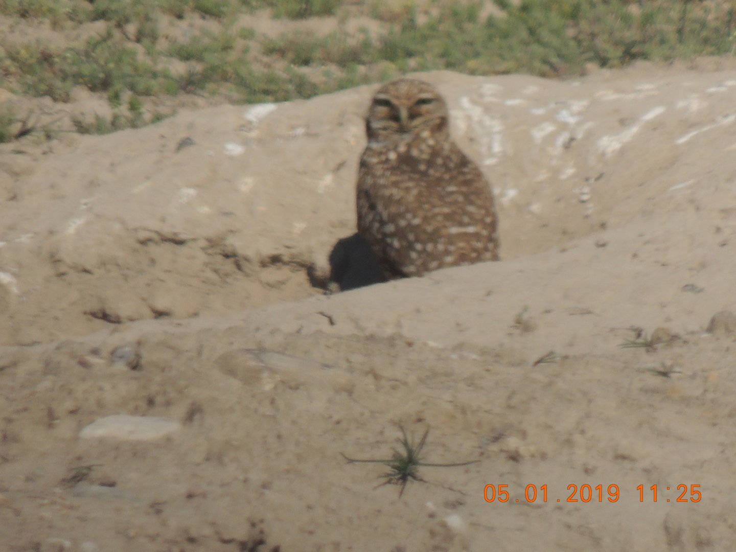 burrowing owl