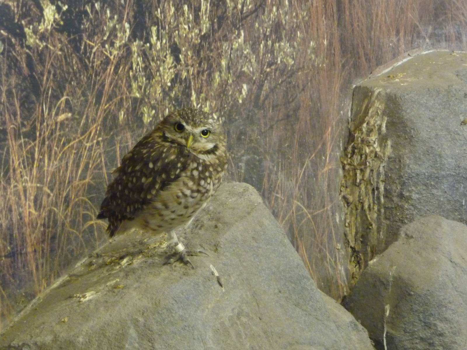 Burrowing Owl