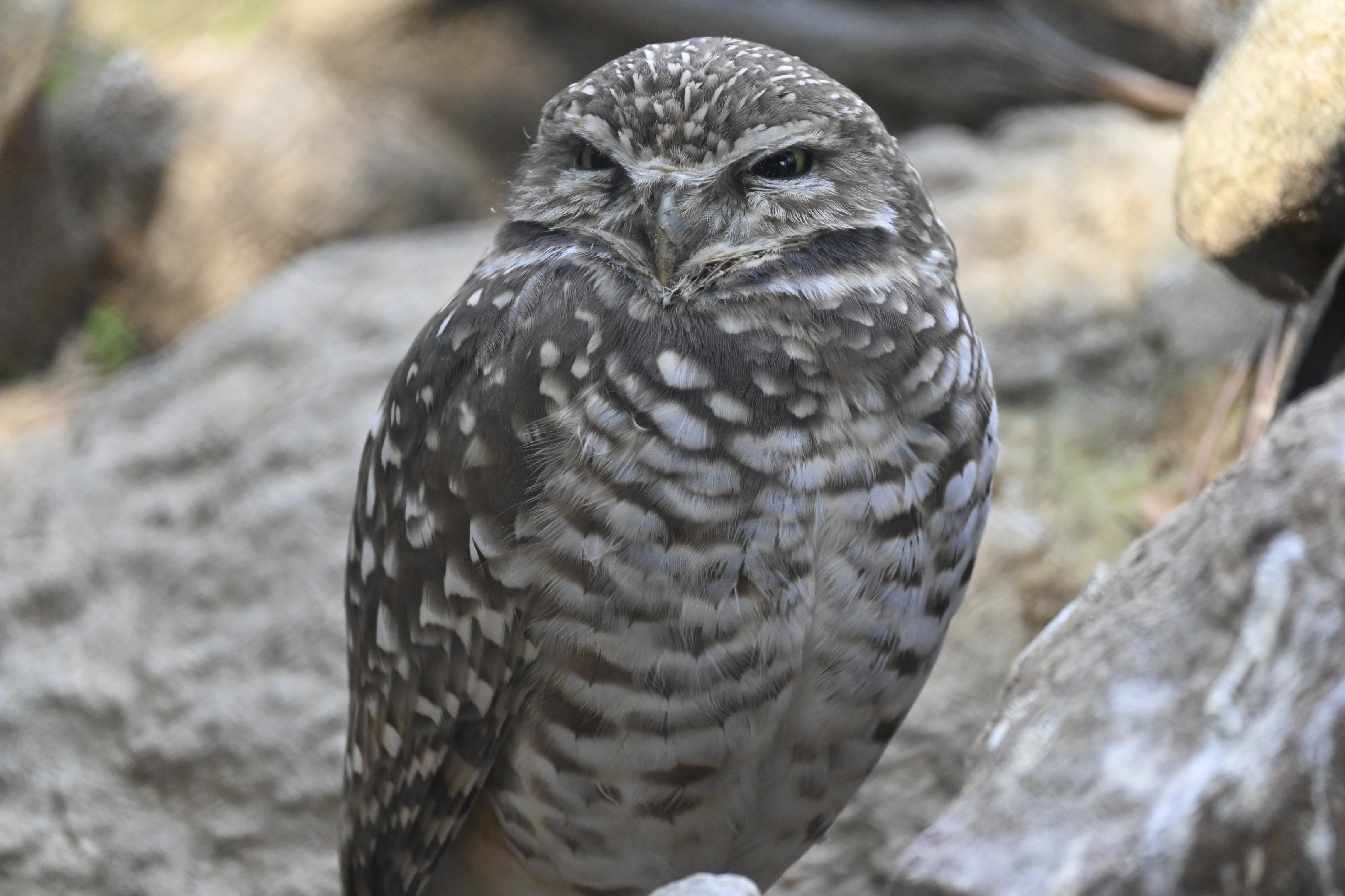 Burrowing Owl