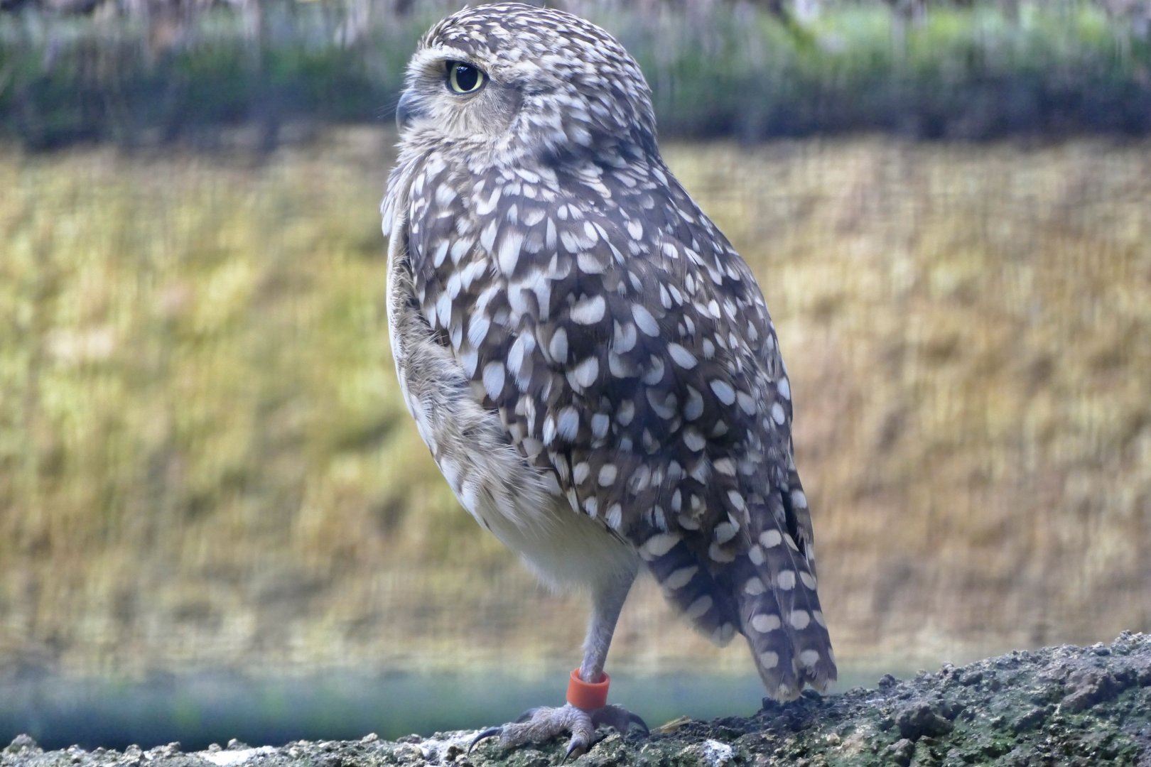 Burrowing Owl