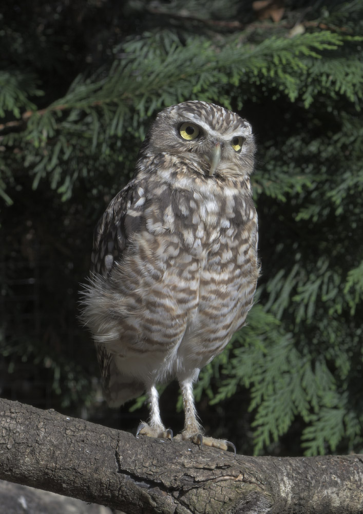 Burrowing owl