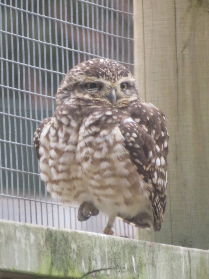 Burrowing owl