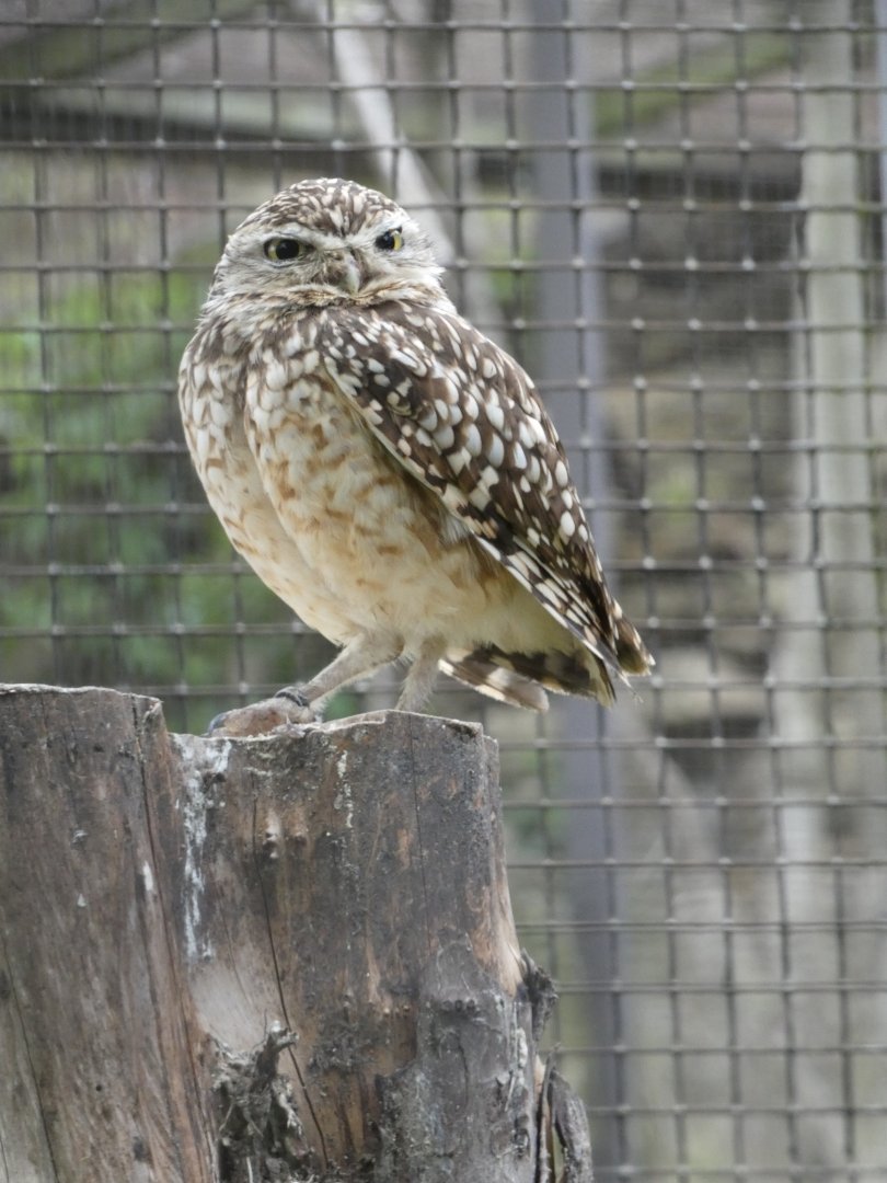 Burrowing owl