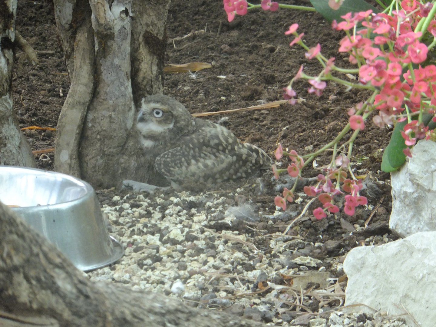 Burrowing owl