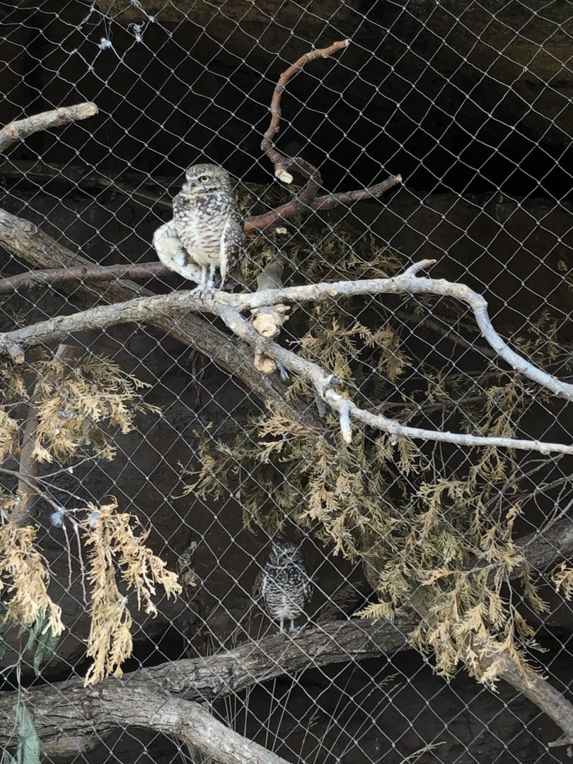 Burrowing owl