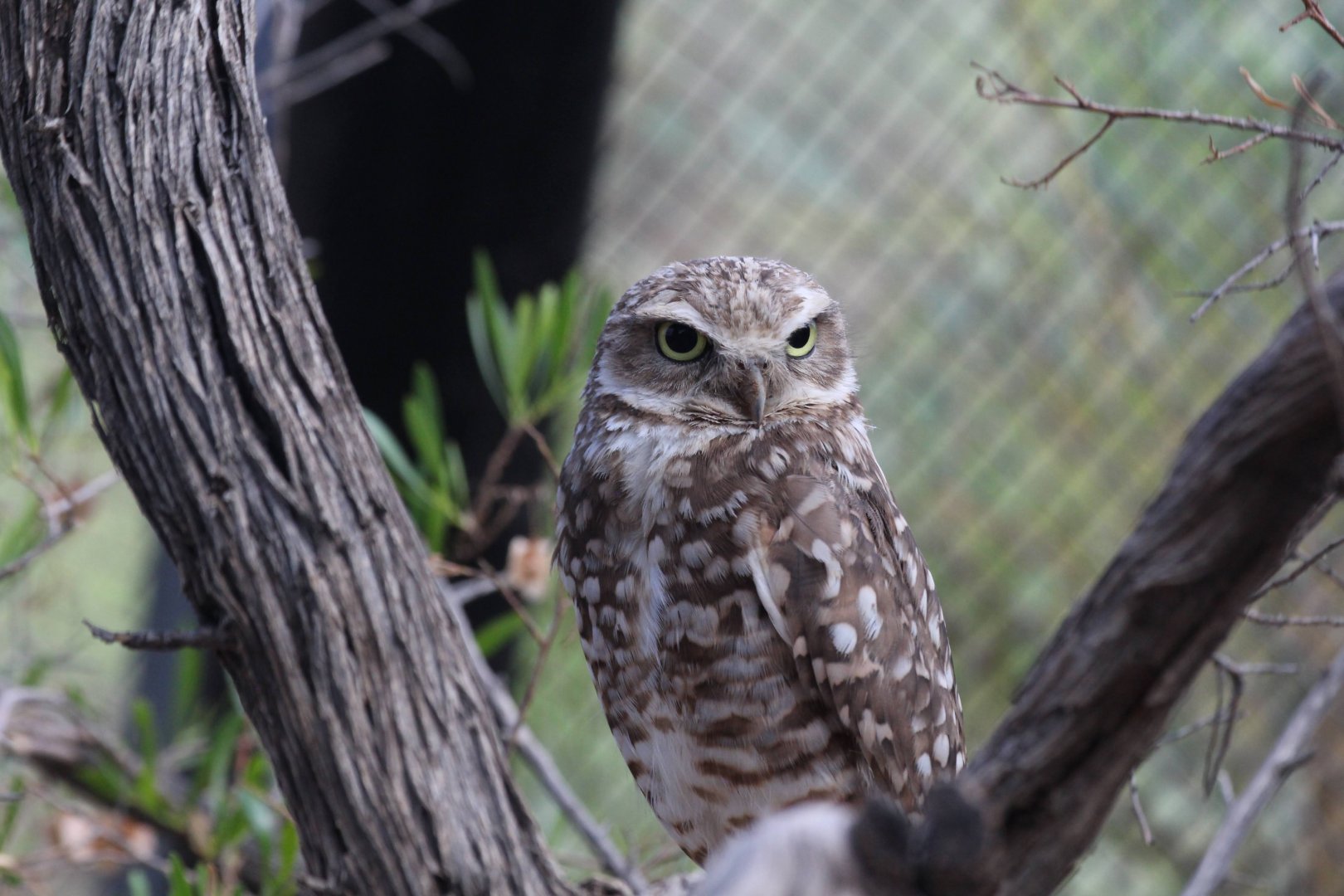 Burrowing Owl