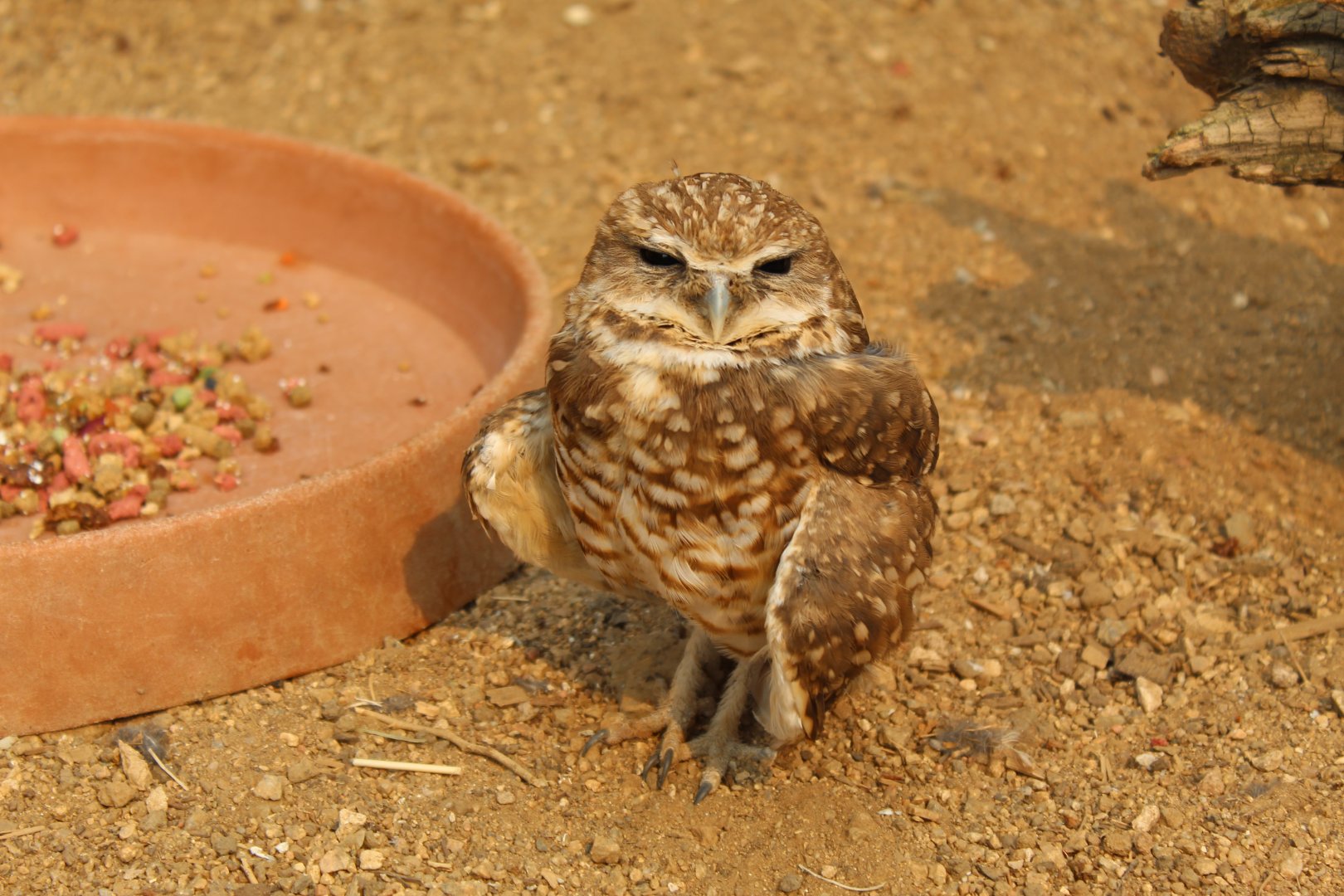 Burrowing Owl