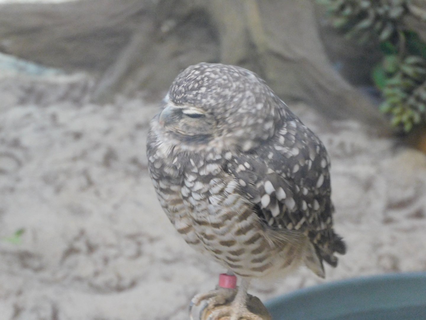 Burrowing owl