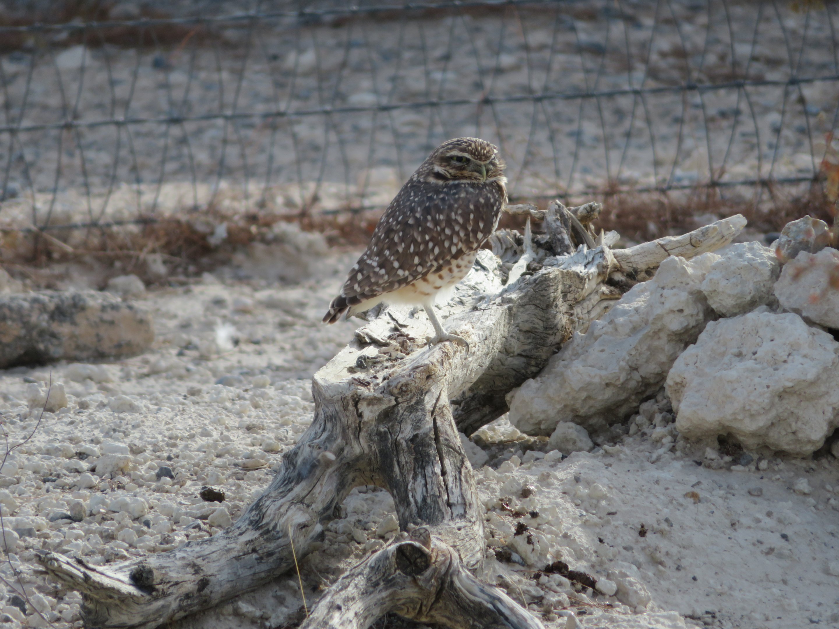 Burrowing Owl