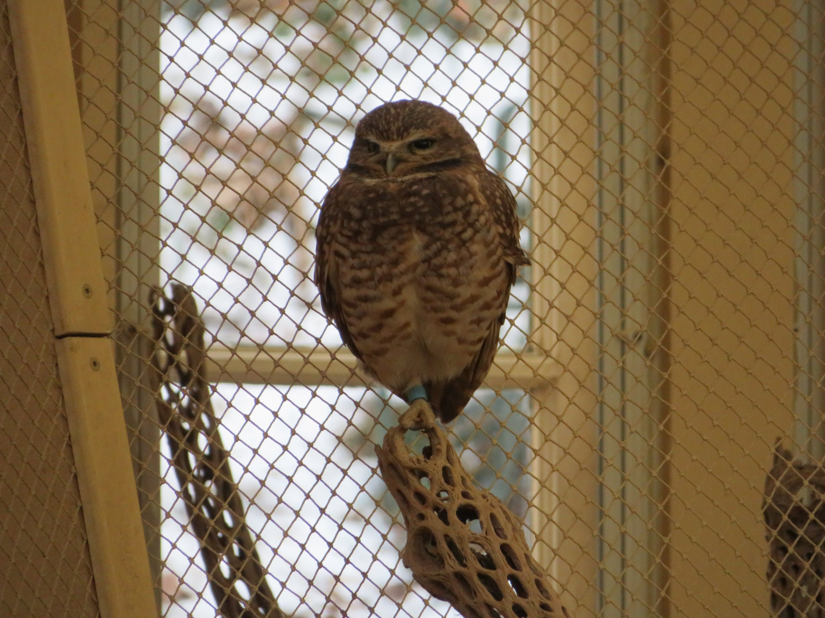 Burrowing Owl