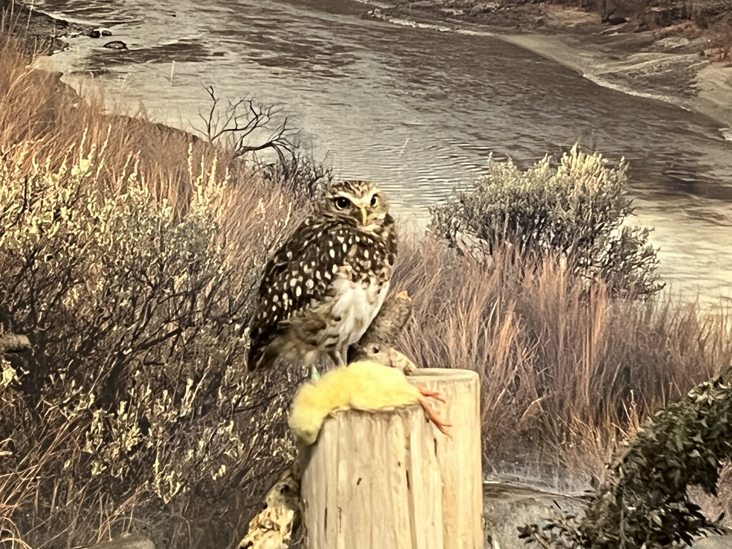Burrowing Owl