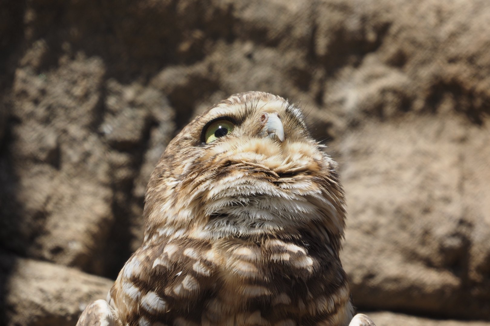 Burrowing owl