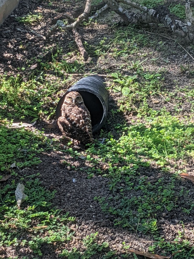 Burrowing owl