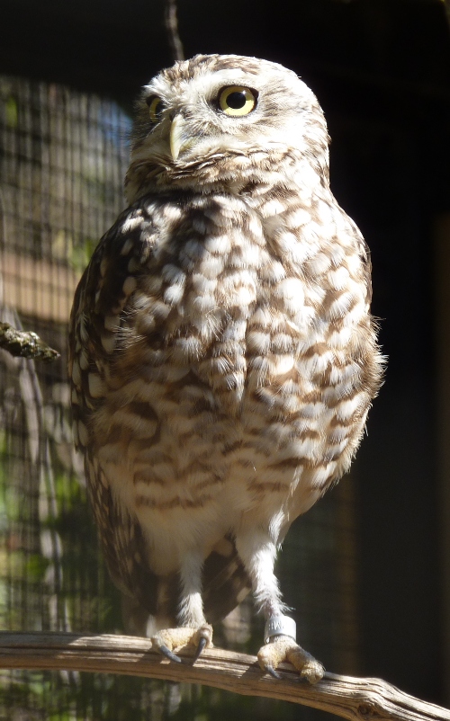 Burrowing owl