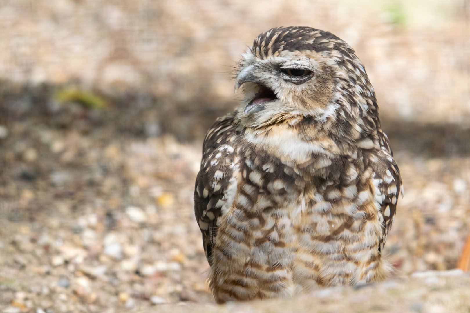 Burrowing Owl