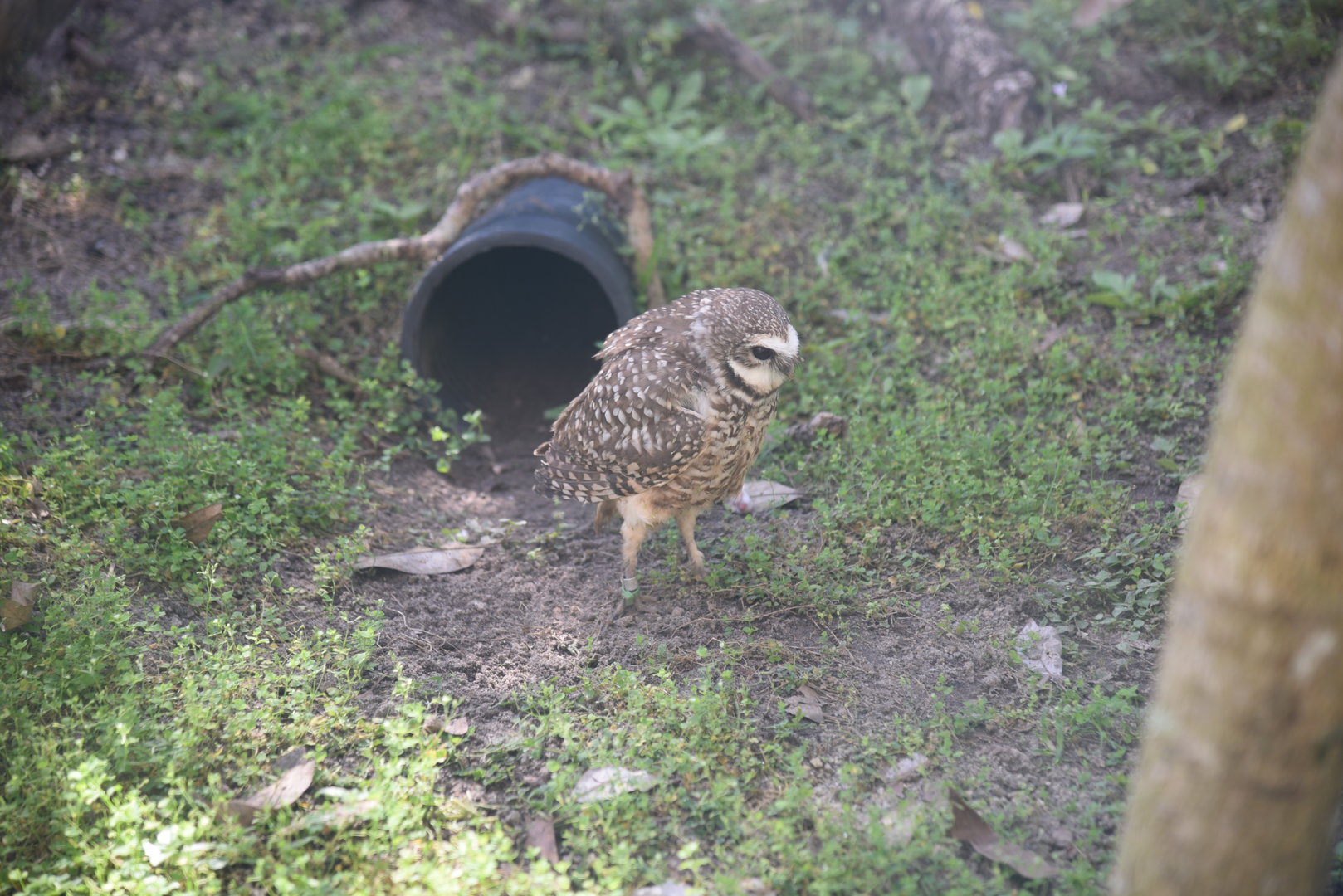 Burrowing Owl