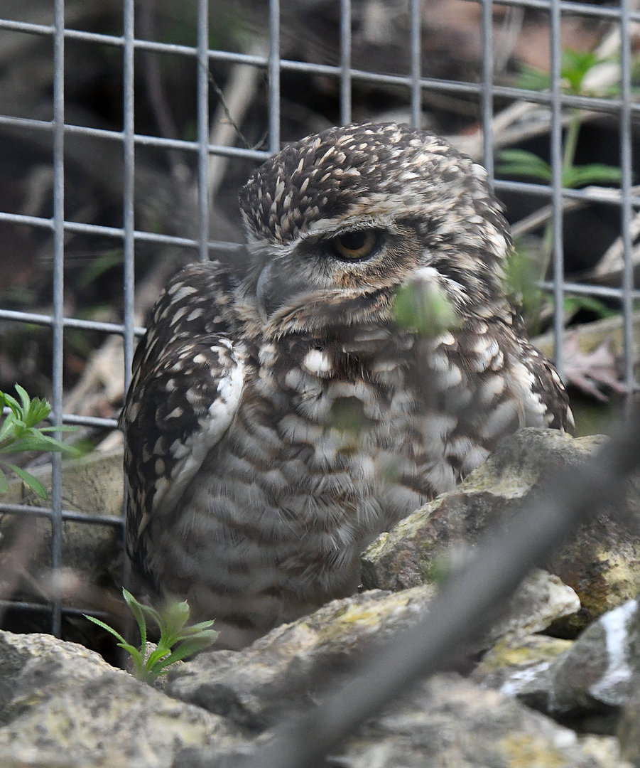 Burrowing Owl