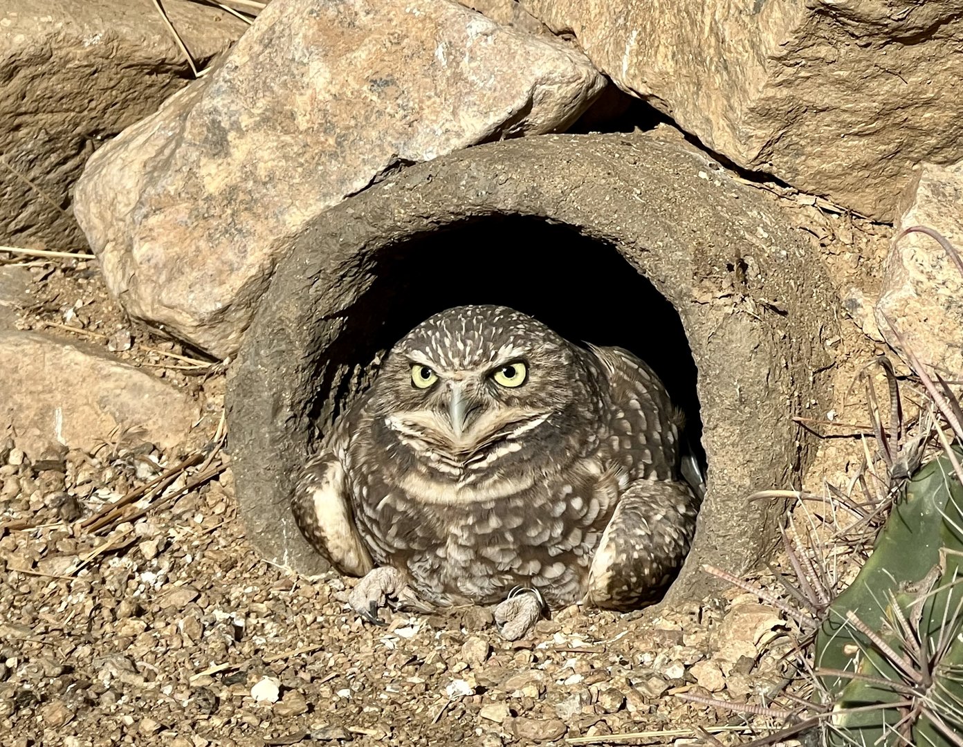 Burrowing Owl