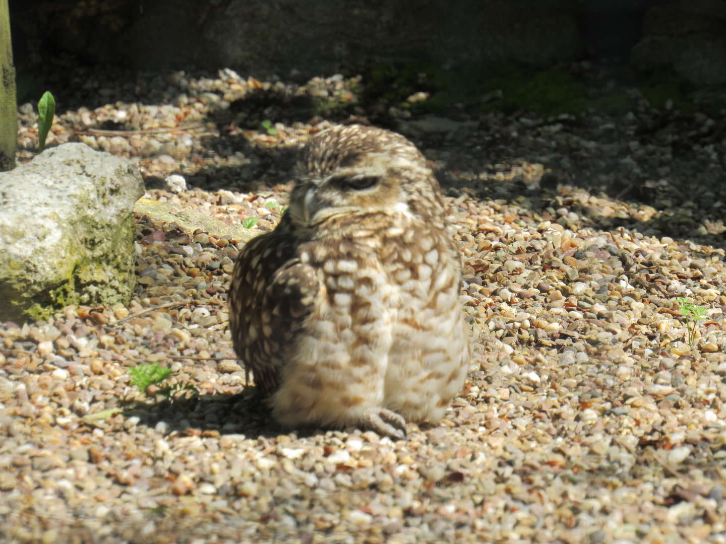 Burrowing Owl