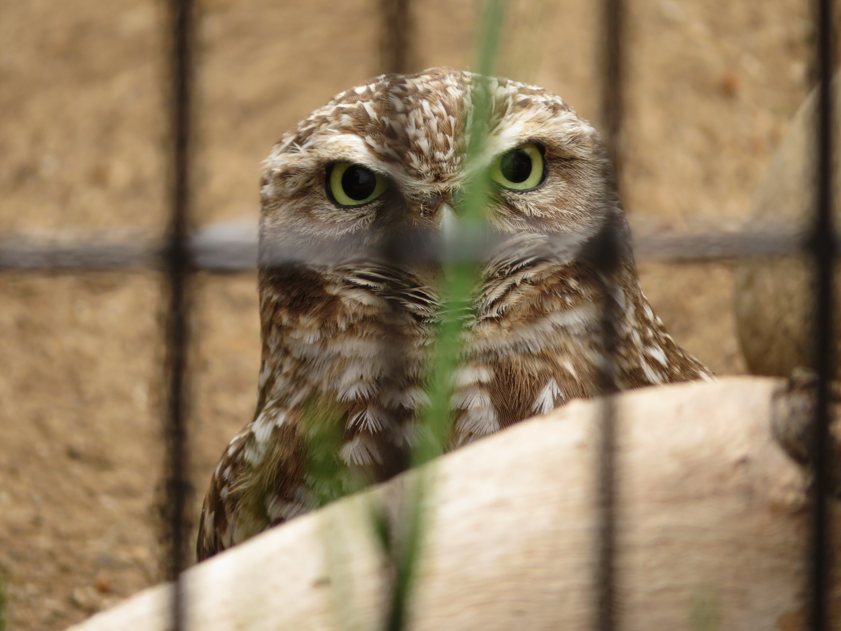 Burrowing Owl