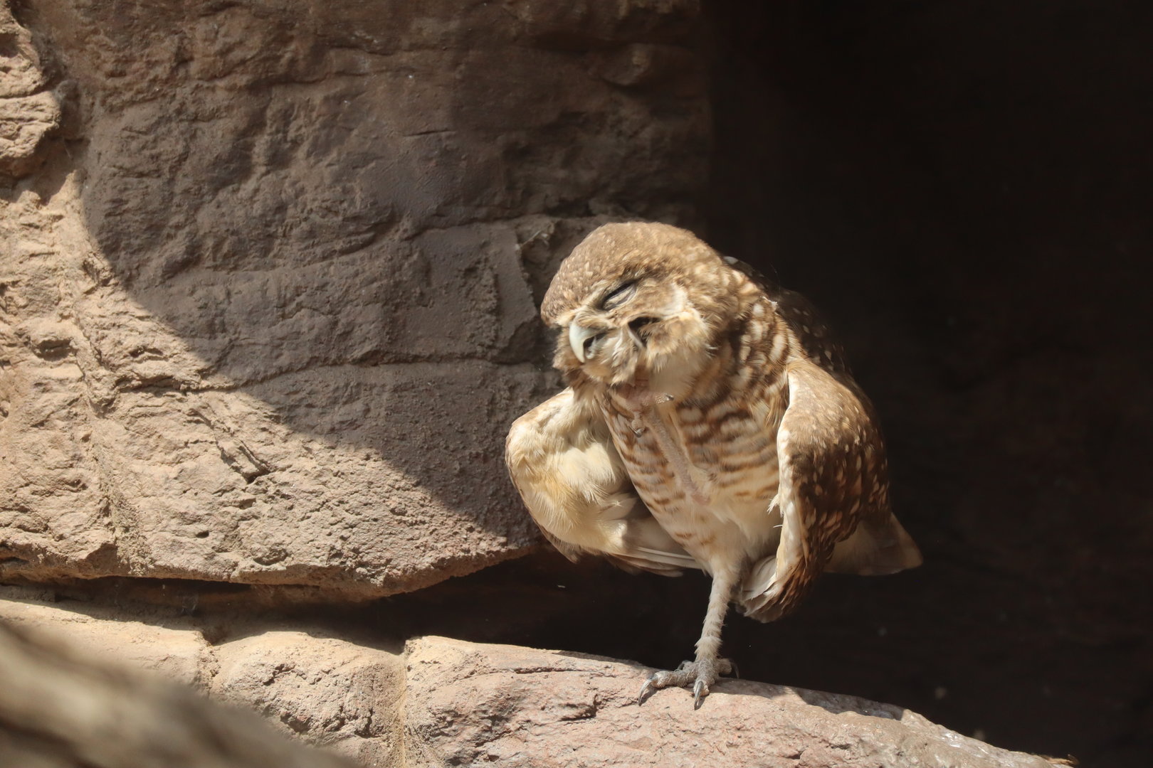 Burrowing Owl