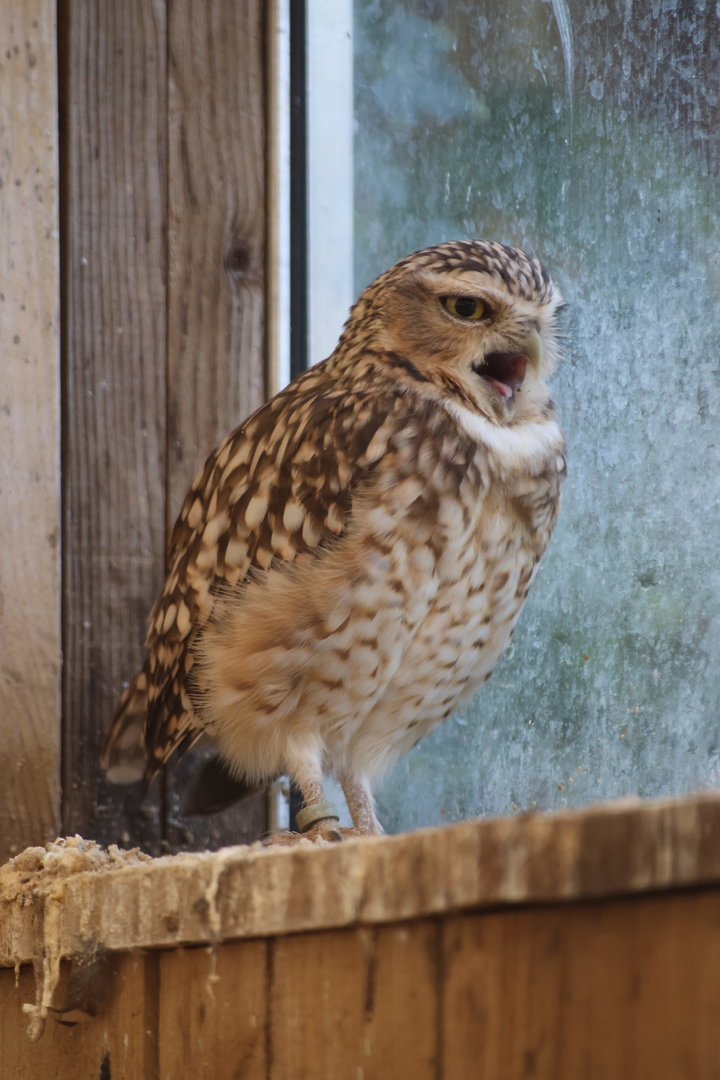 Burrowing Owl