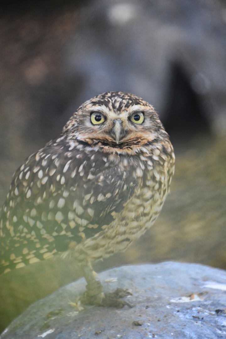 Burrowing owl