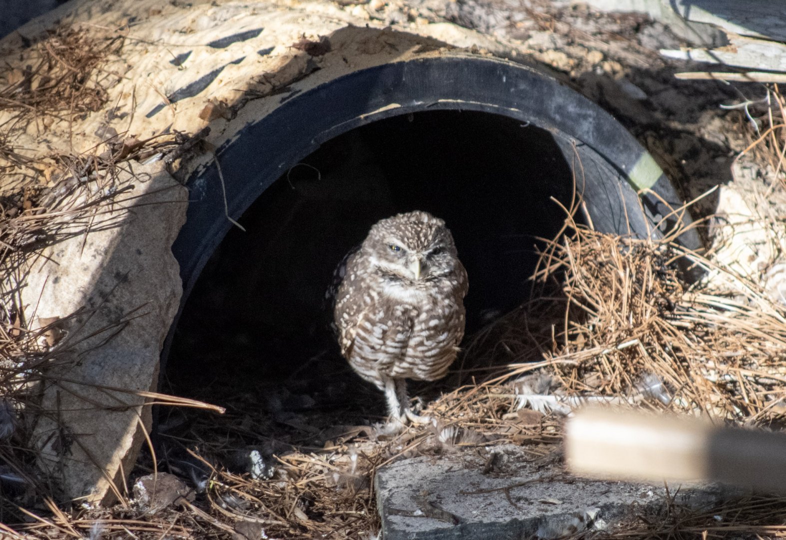 Burrowing Owl