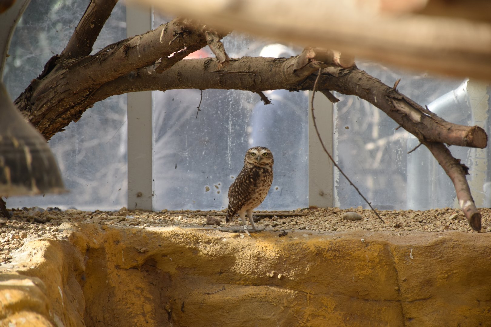 Burrowing owl