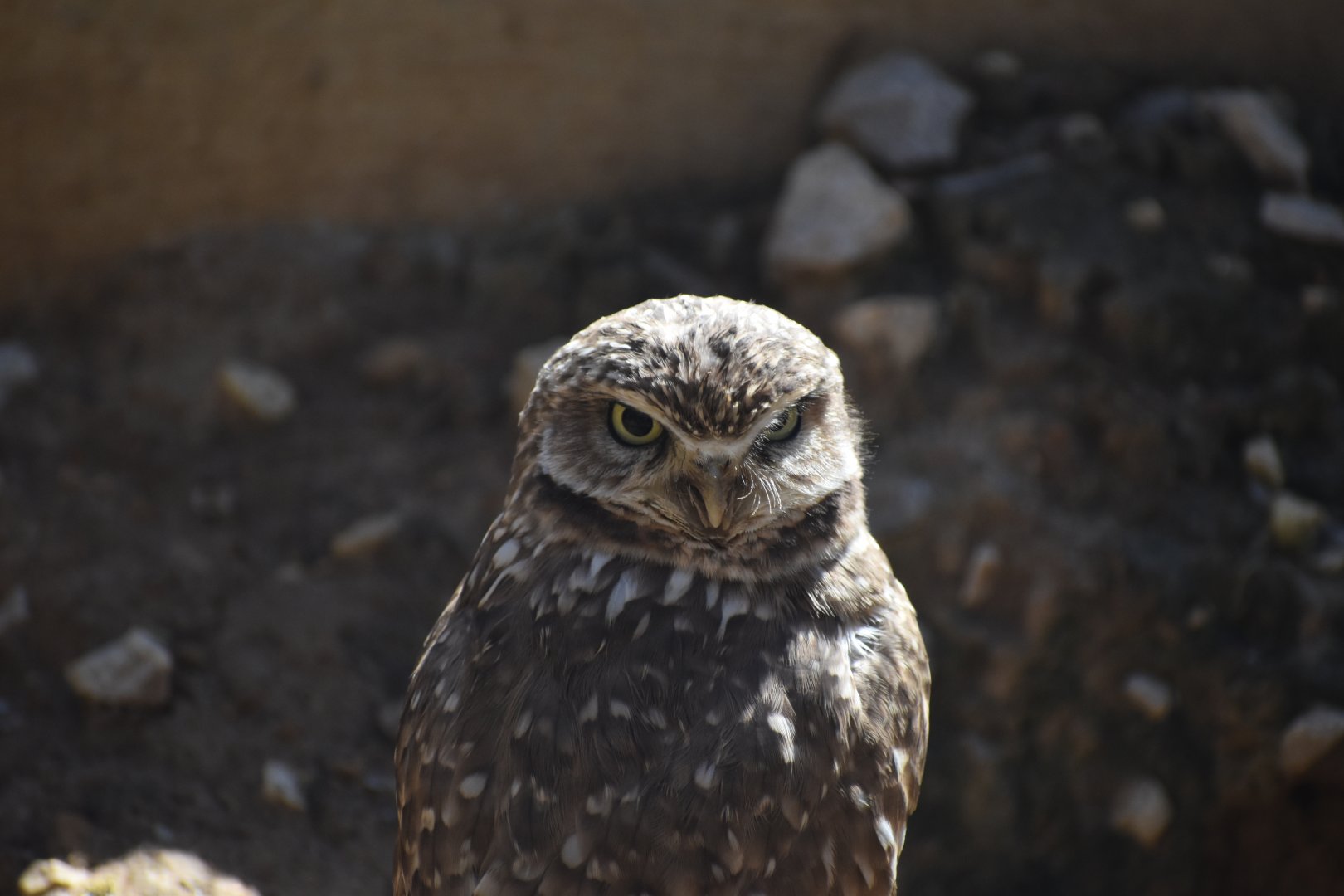 Burrowing Owl