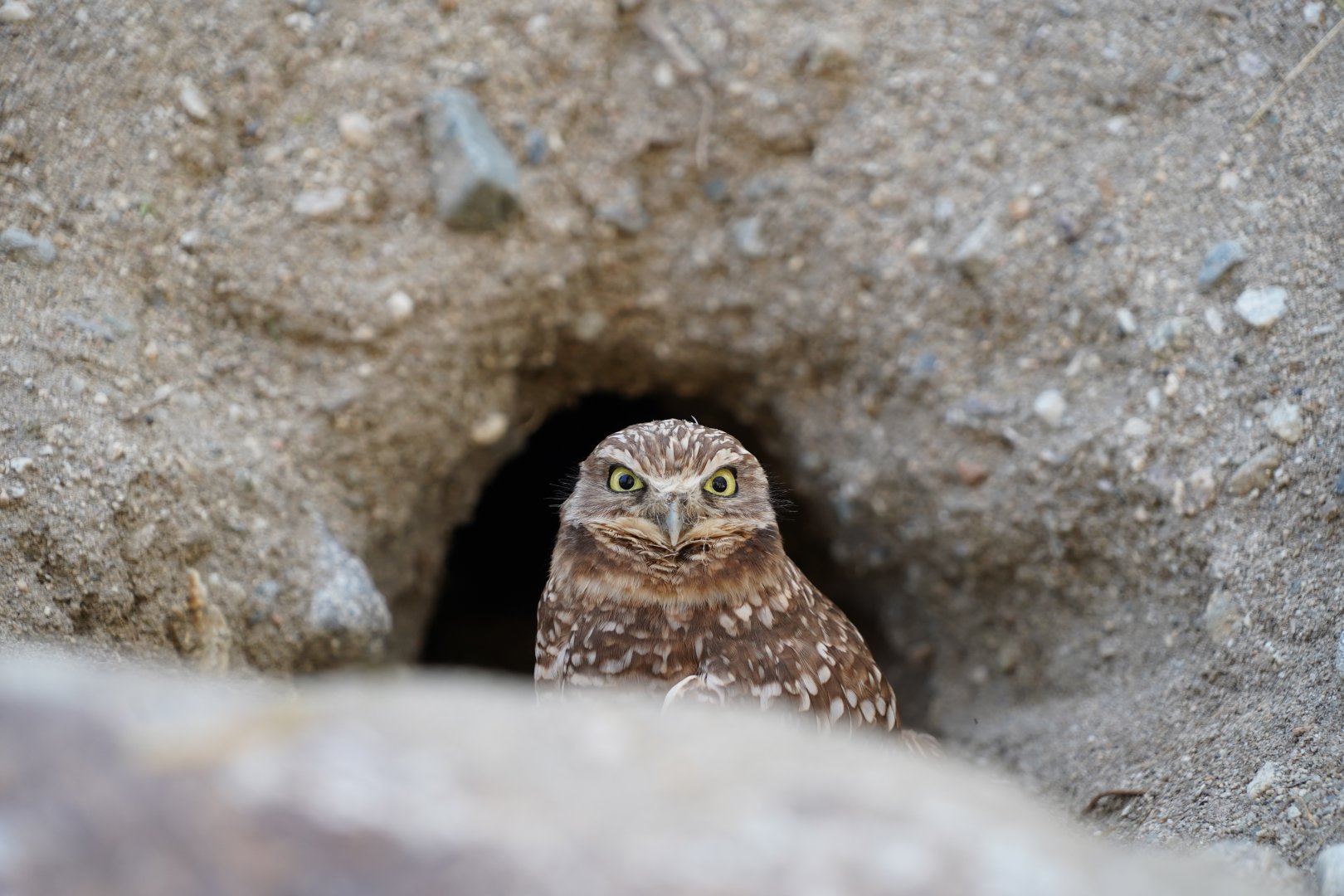 Burrowing owl