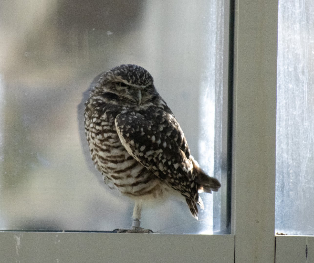 Burrowing Owl