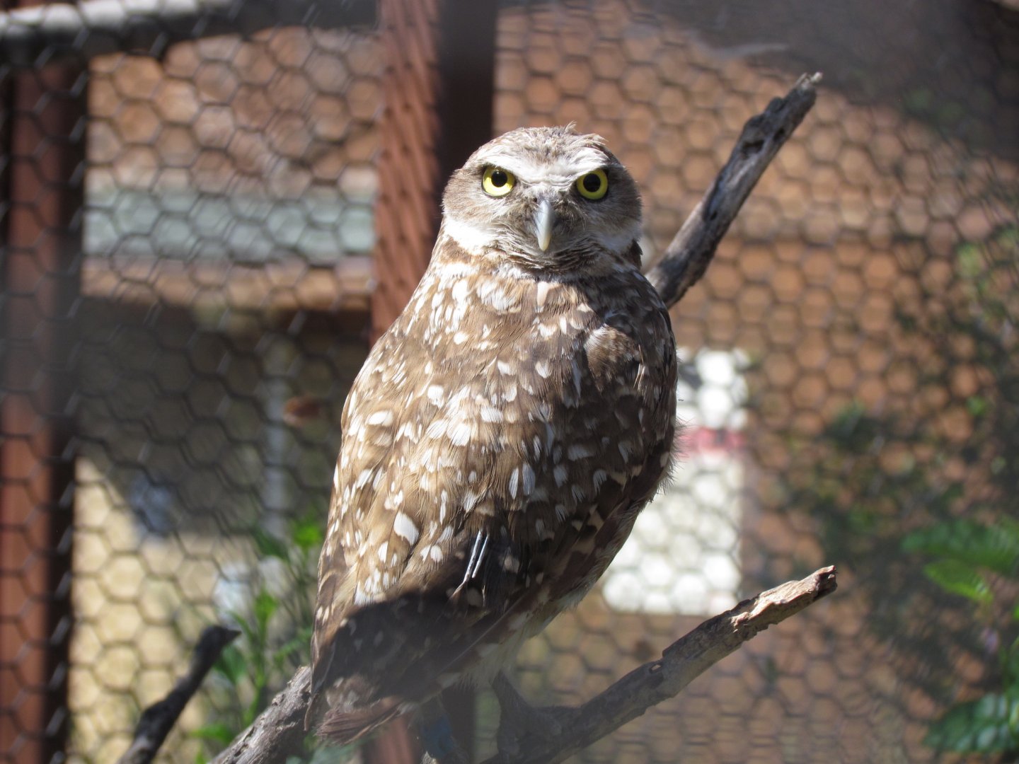 Burrowing Owl
