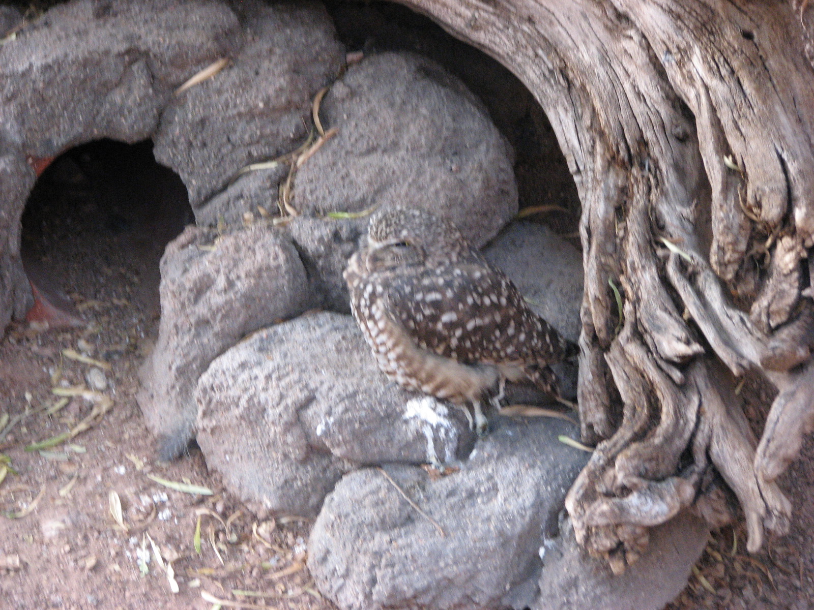 Burrowing Owl