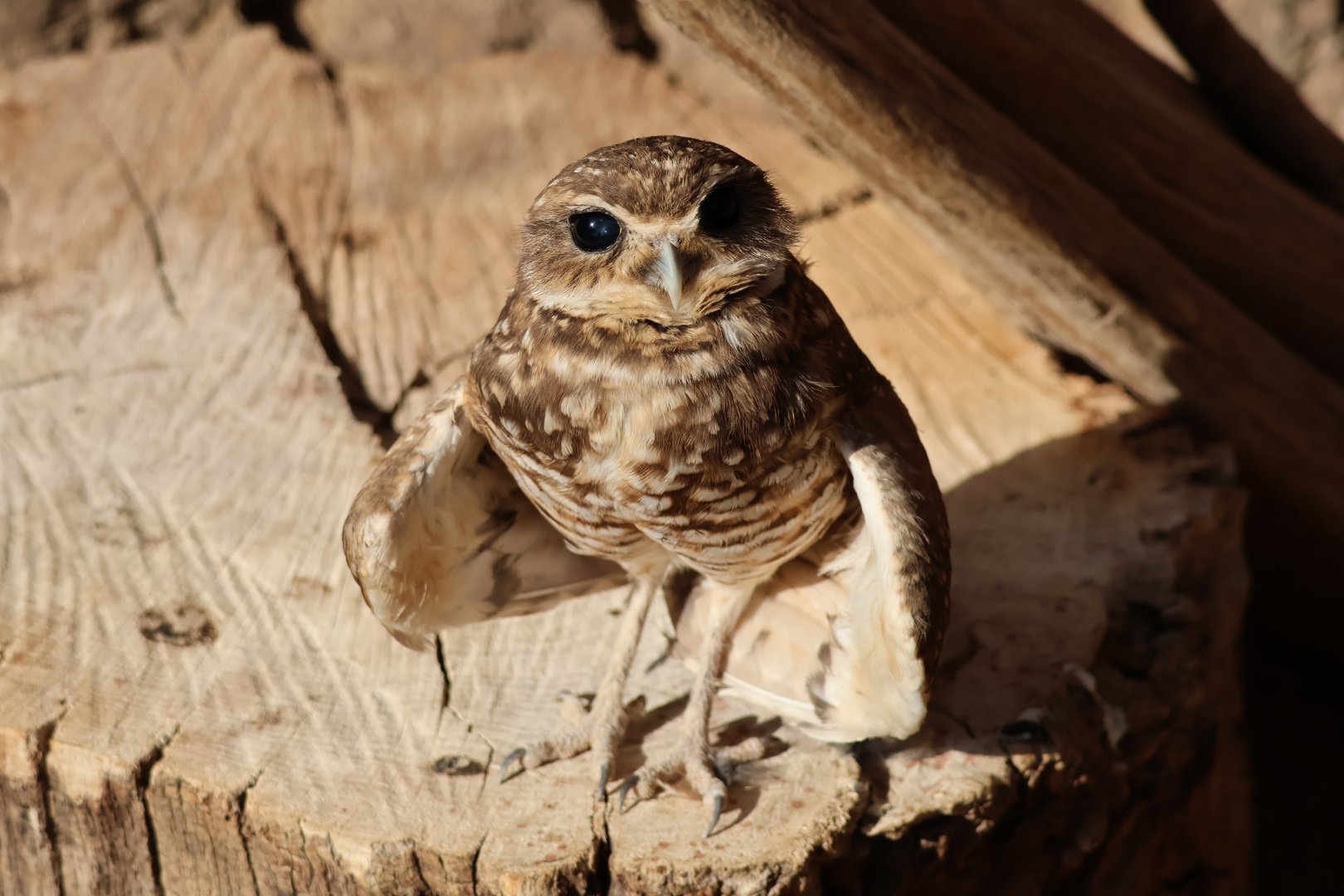 Burrowing Owl