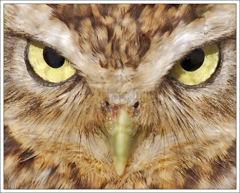 Burrowing Owl