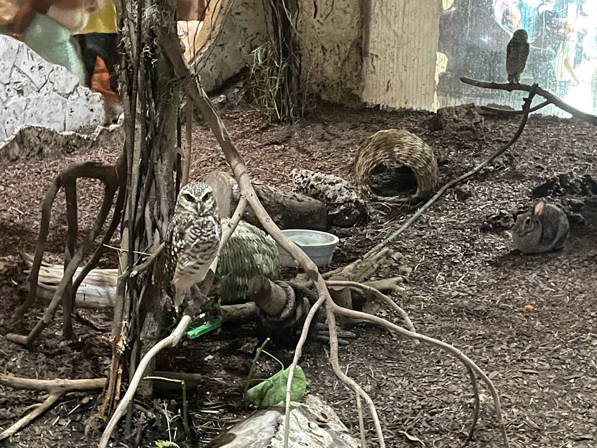 Burrowing Owls and a Desert Cottontail