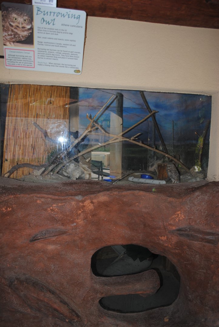 Burrowing Owl's Exhibit (the tunnels below are accessible by Black-footed Ferret)