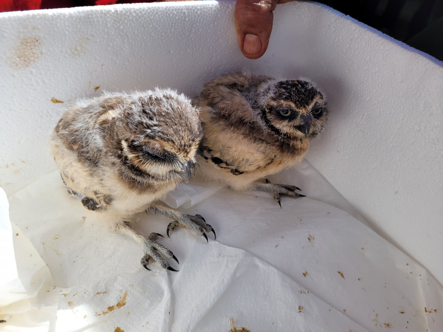 Burrowing owls -Tierra Rapaz (2024)