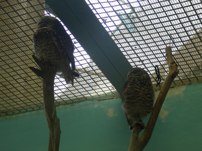 Burrowing Owls