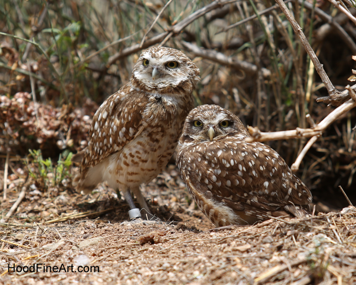 burrowing owls