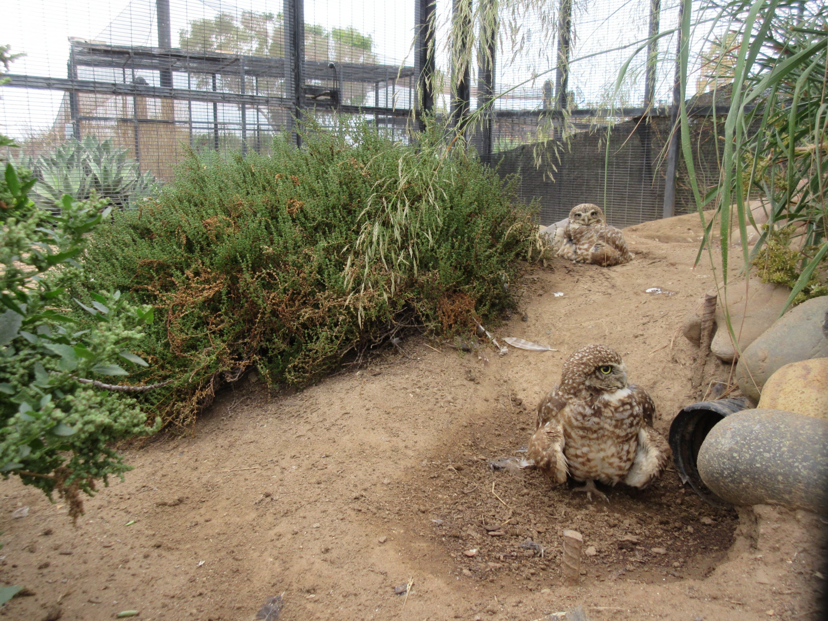 Burrowing Owls